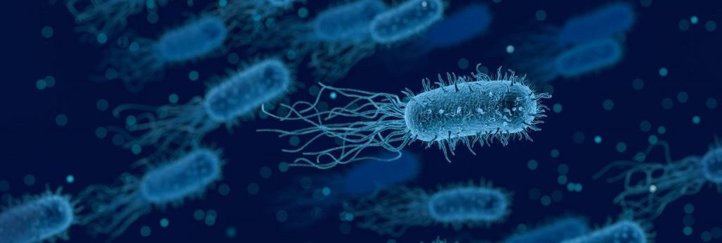 ¿Qué son las bacterias?